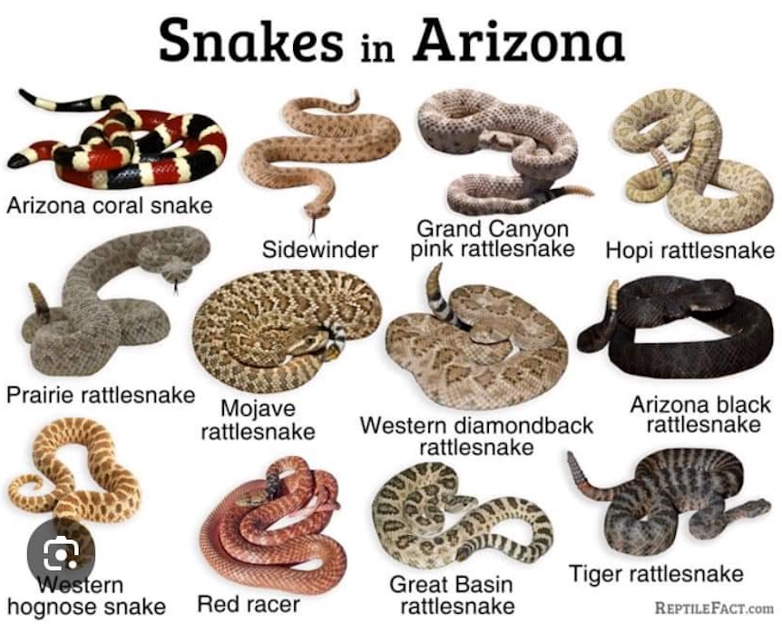 Snakes in AZ
