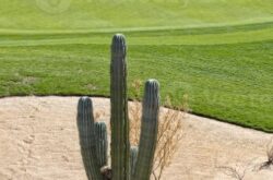 Cactus League Golf