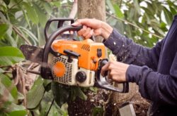 Landscaping revitalization